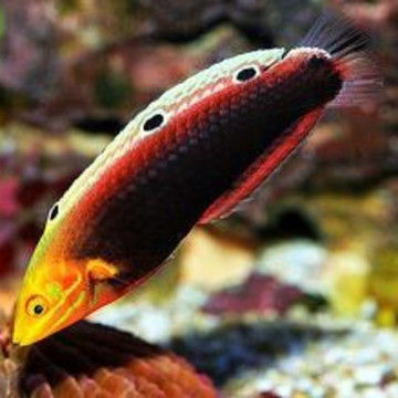 Halichoeres iridis : 6-9 cm